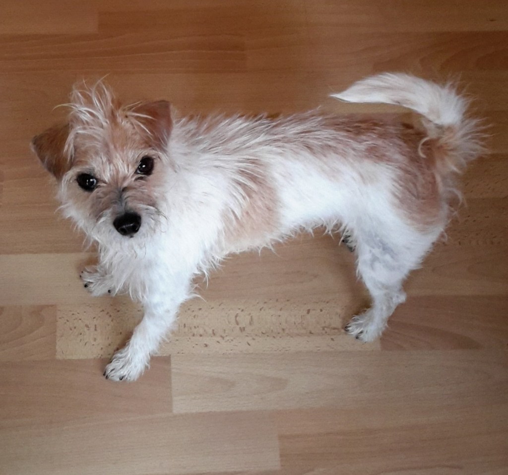 Piglet, a small terrier mix