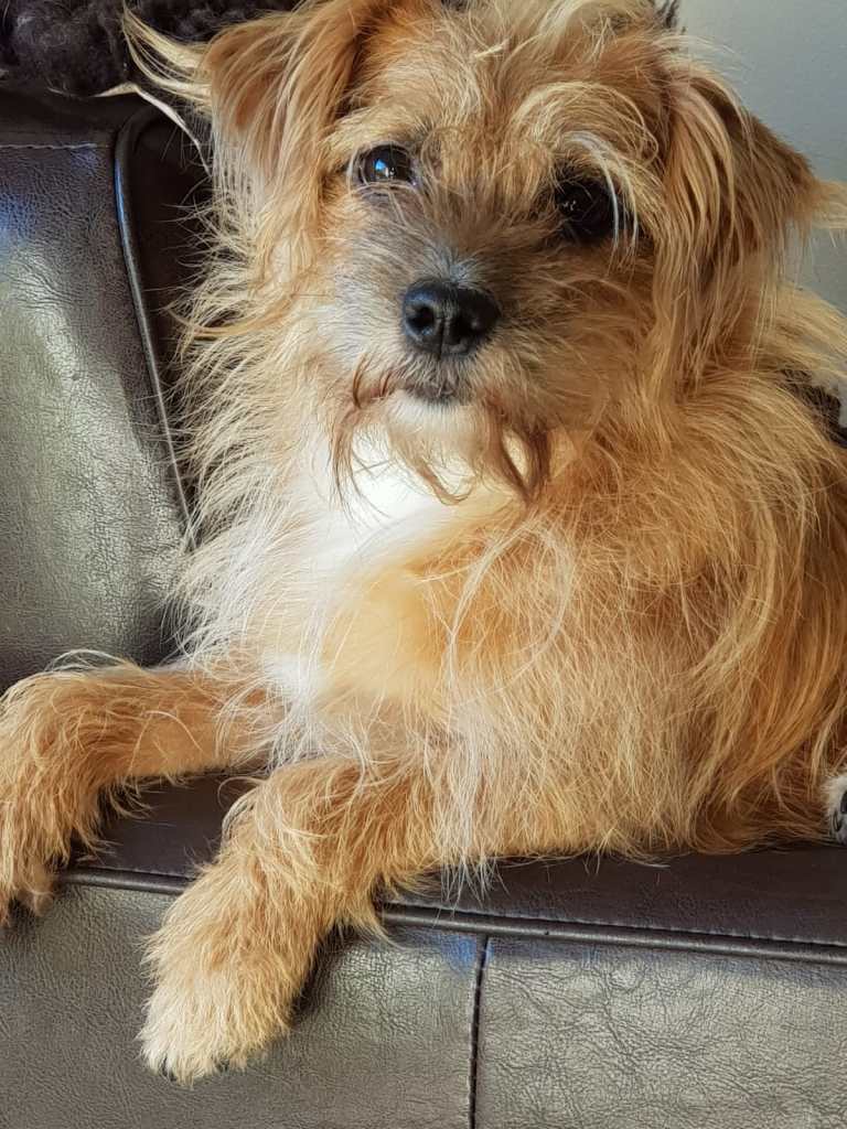 Peyton, a scruffy terrier mix Peyton, a scruffy terrier mix for childresn's TV productions