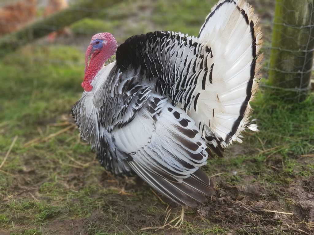 Percy, a Royal Gala stag, just one of the farm's flock of turkeys