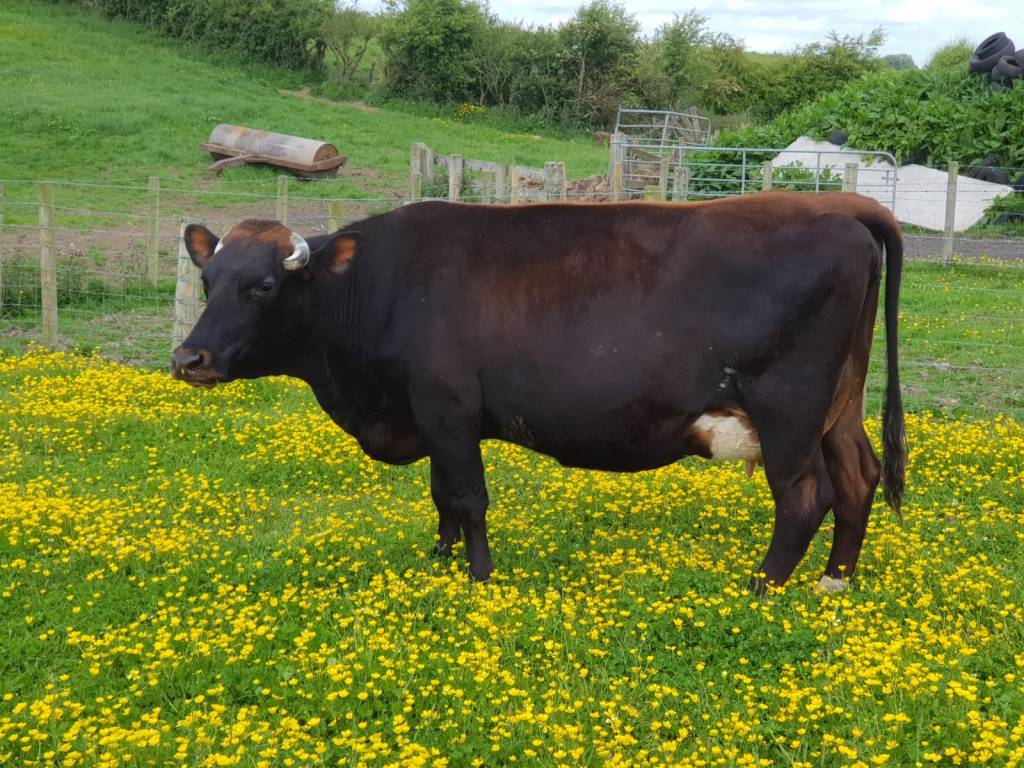 A firm farm favourite, Bridie is popular on set as a traditional breed cow as well as being a wonderfully accommodating, surrogate calf mum