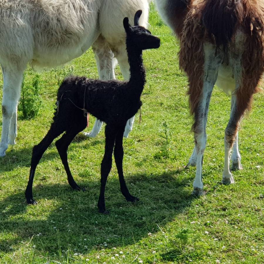 Velvet the llama cria or baby llama