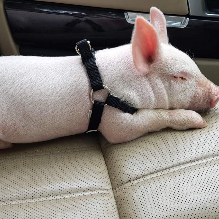 A little rest for a performing piglet