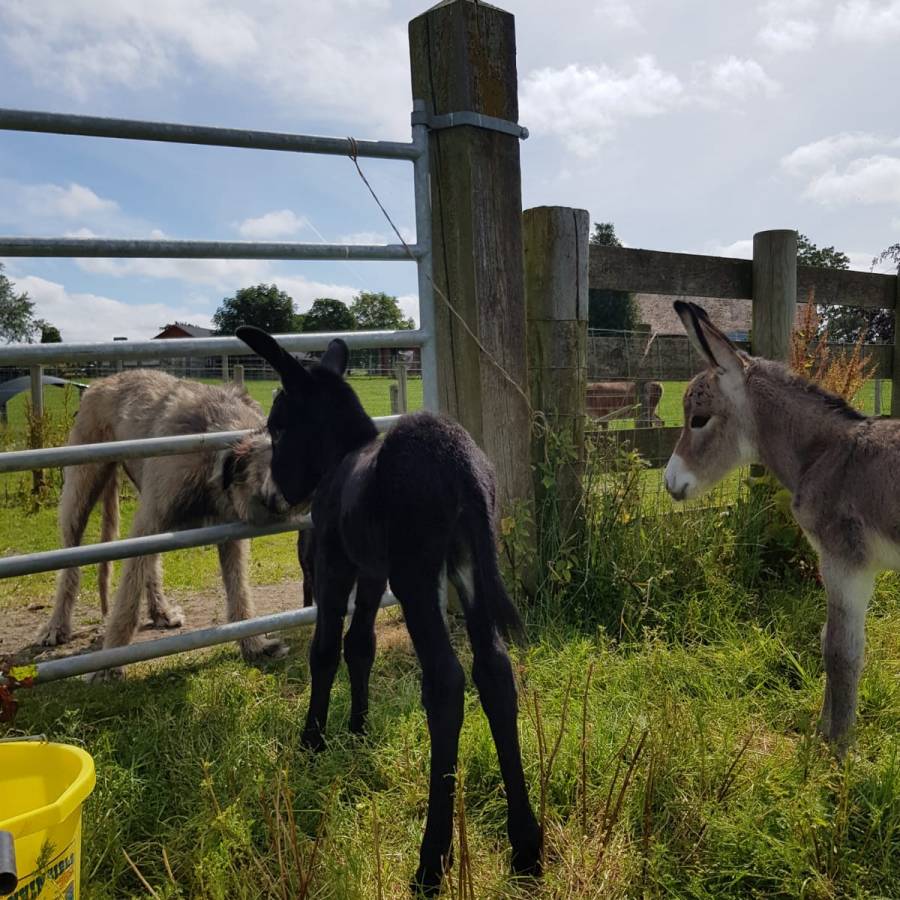 twin donkey foals