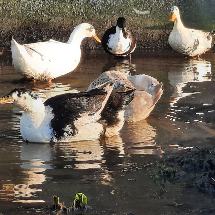 Puddle duck fun!