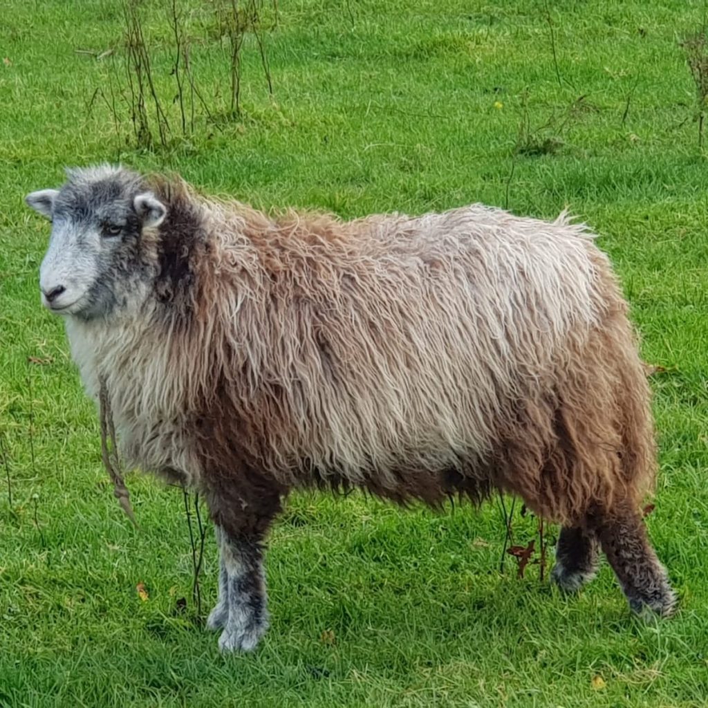 Sooty, a wether from Forthill Farm's Herdwick flock