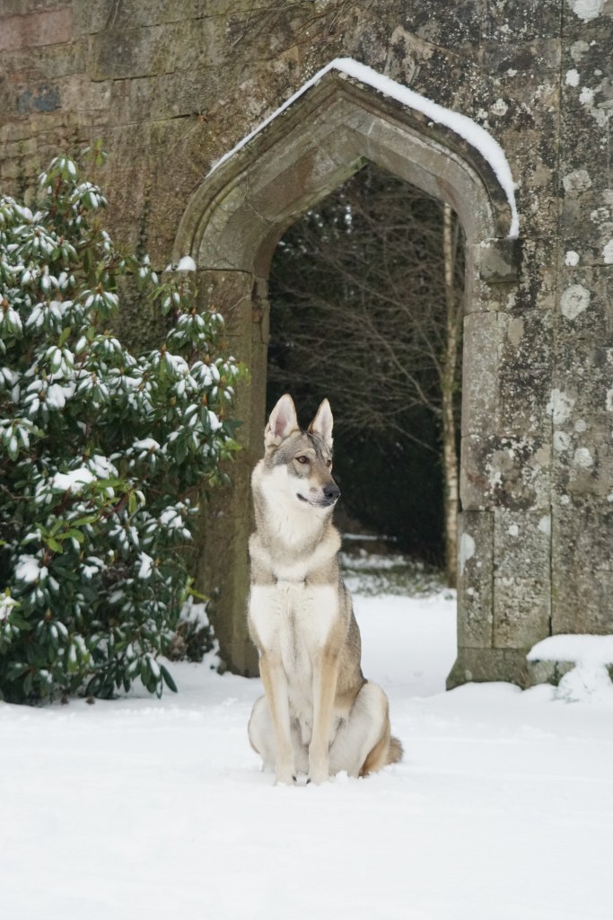 tamaskan wolfdog for film
