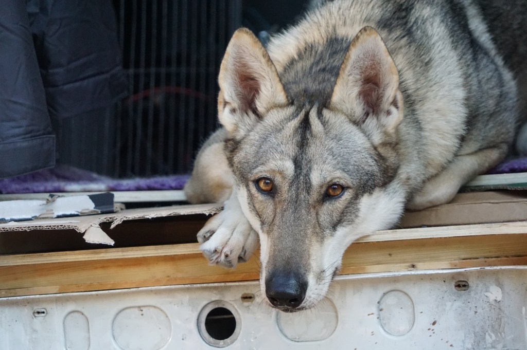 low content wolfdog for film