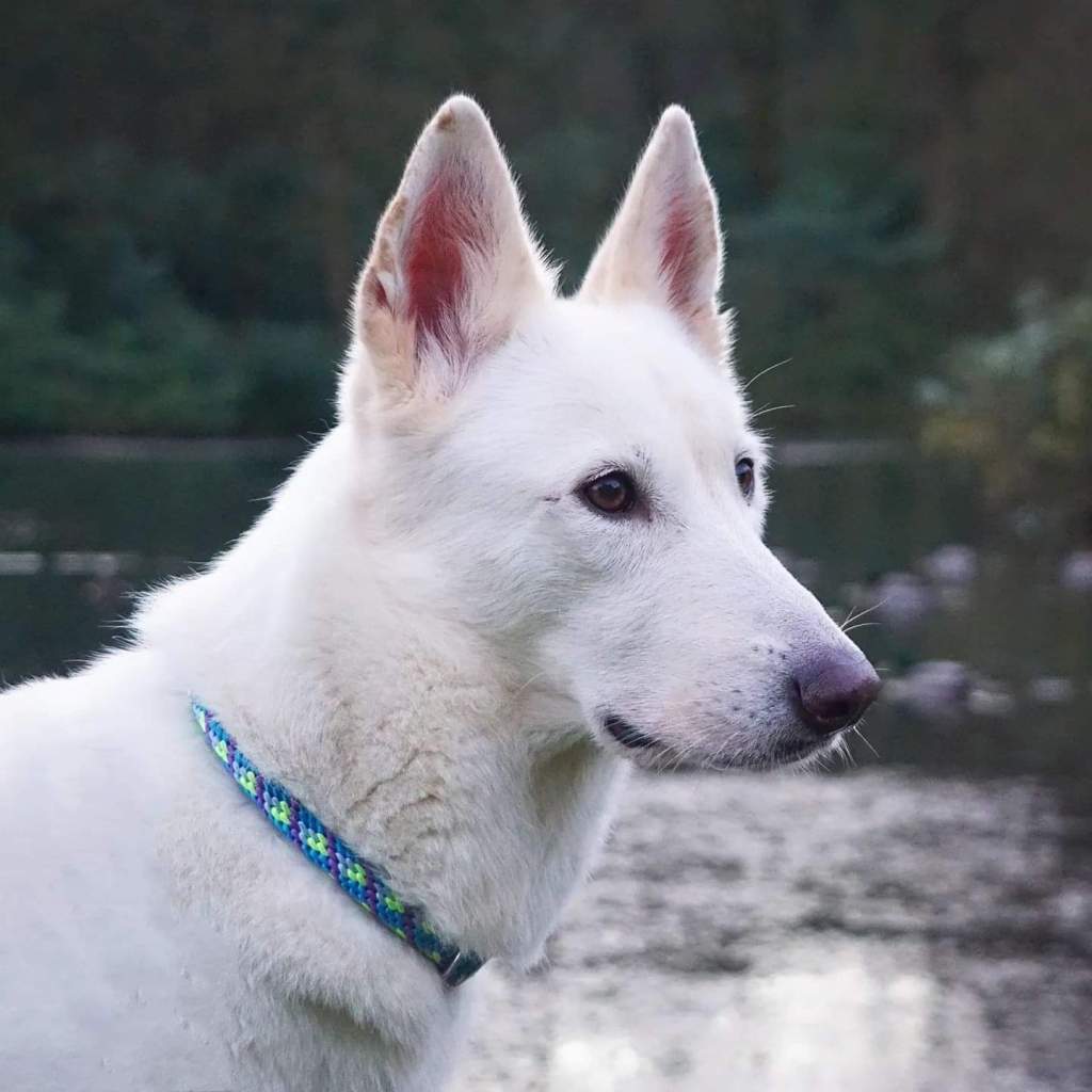 tamaskan, wolk-like dog