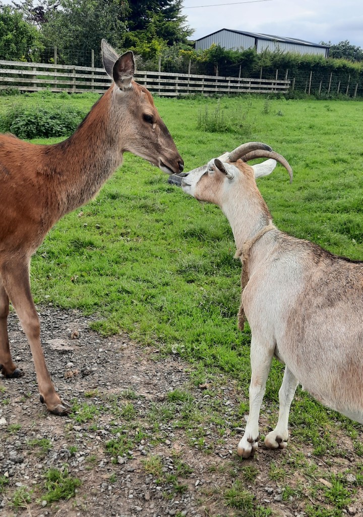 Hello deer, I am a goat!