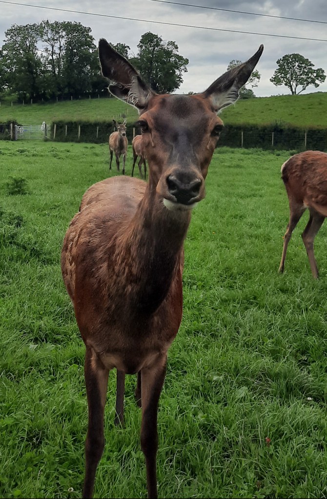 Spooks, one of the farm's small herd of Red Deer