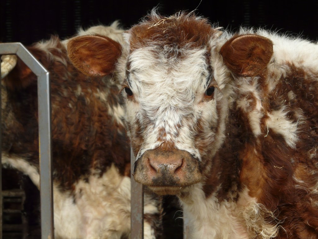 A younger member of Forthill Farm's Longhorn herd