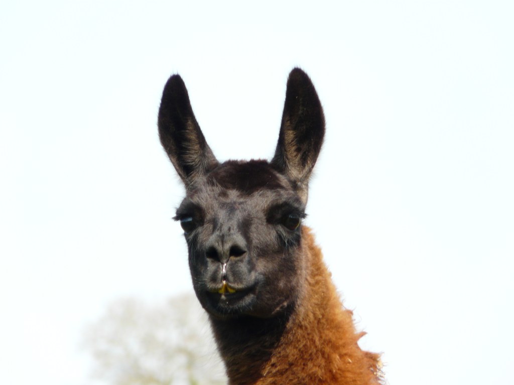 Larry the llama