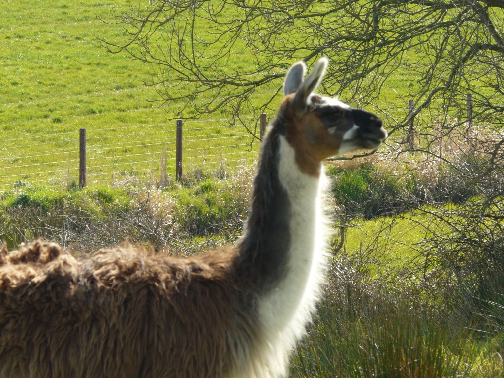 Stroller, one of the beautiful tri-coloured llamas