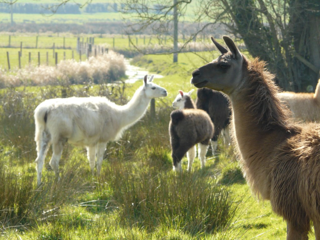 A misty spring morning with the llama herd on the farm