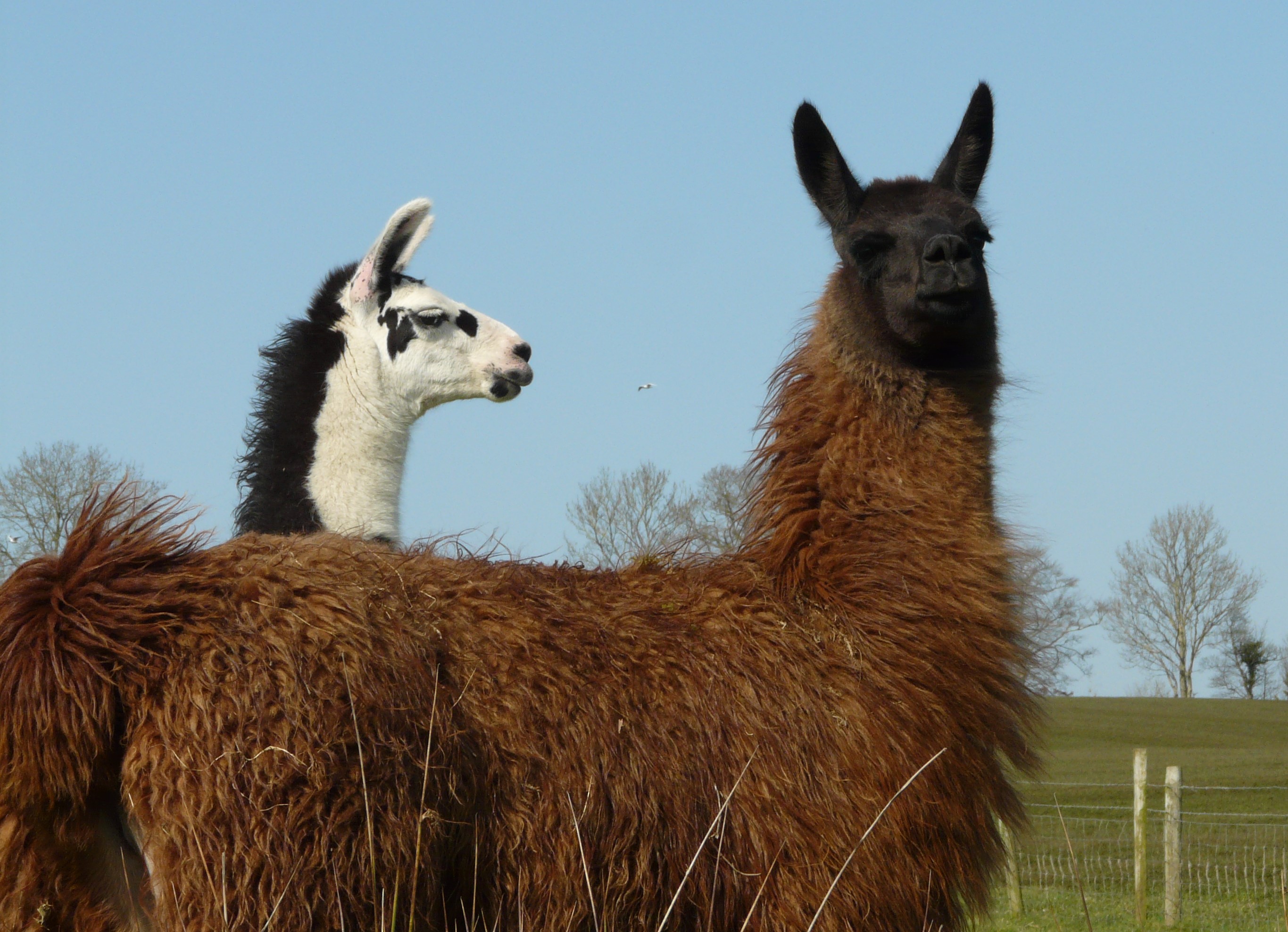 The Forthill llama herd includes an interesting mix of coloured animals