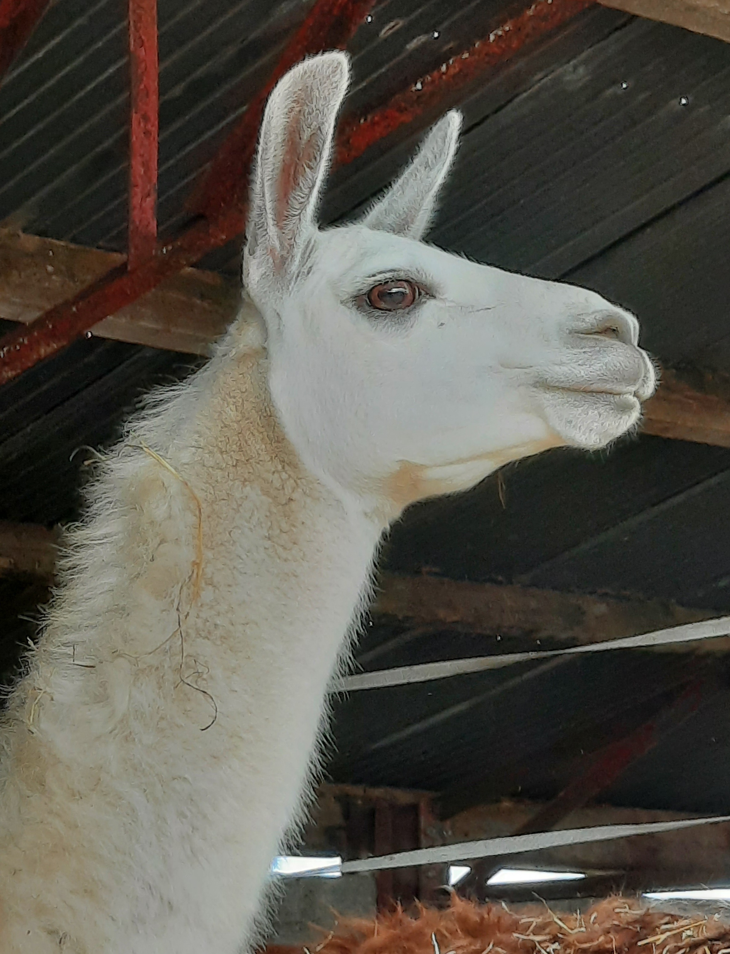 Snowdrop the llama soon to appear on the Big Screen