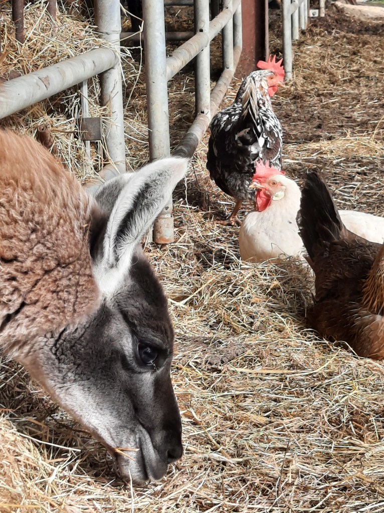 Who doesn't warm to content farm companions? Llamas and old fashioned breed chickens