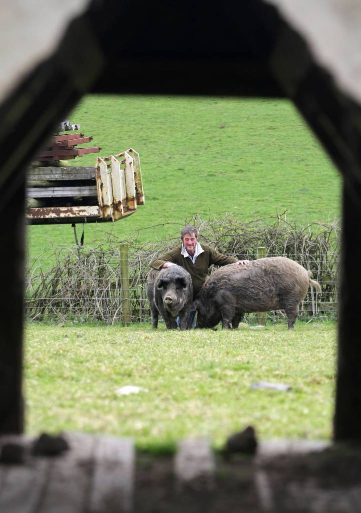 This famous pair of Iron Age pigs were bred on the farm specifically for historical scenes