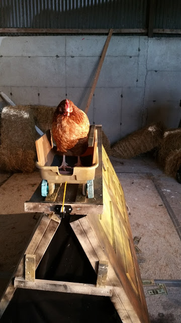 Film crews are often amazed at how friendly and clever our chickens can be on set. We love our feathered pals too!