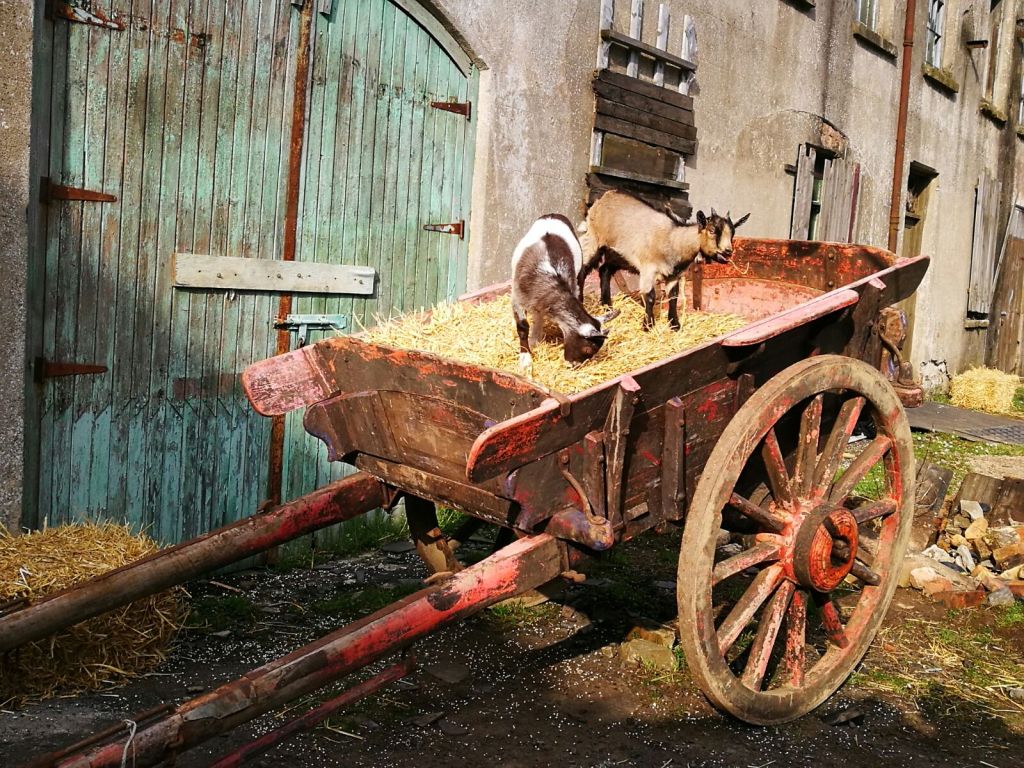 Bluebell and Titch, seasoned movie stars with one of the farm's carts used as set dressing