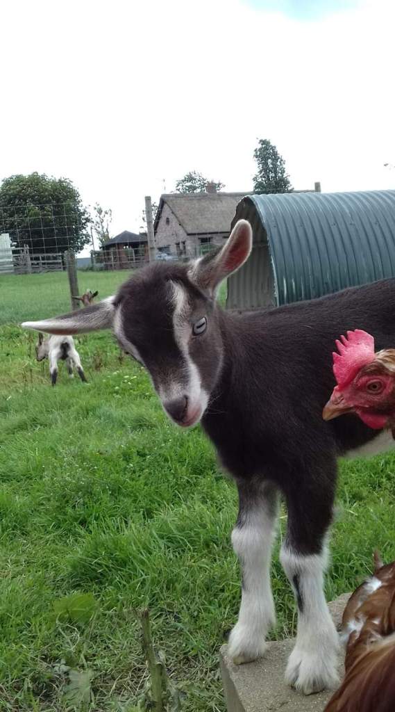 Different species introduced at an early age makes for calm behaviour on set