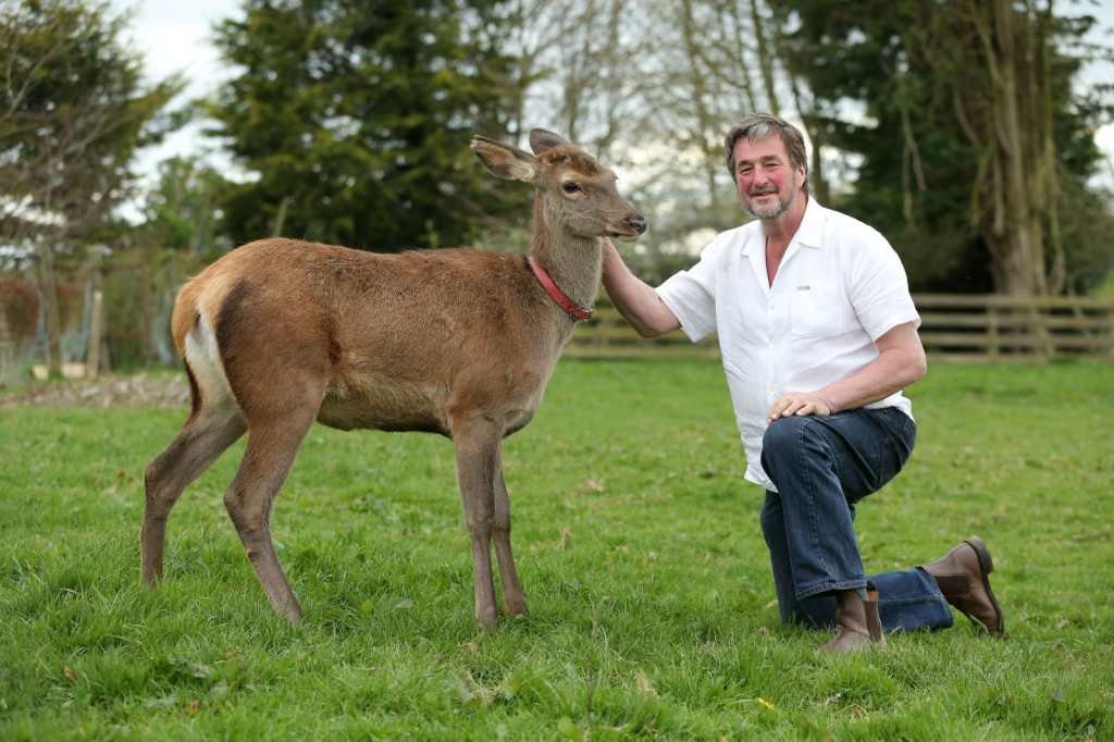 tame red deer