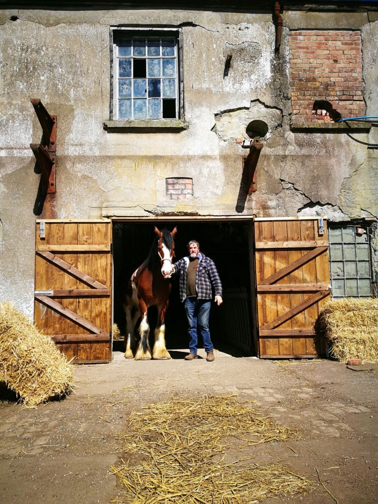 horses for film productions