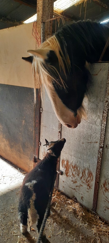 lamb going for walk meets gentle stallion