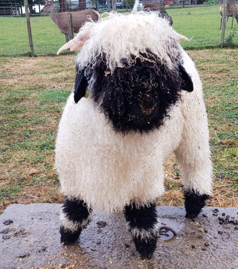 Valais Blacknose ram for film