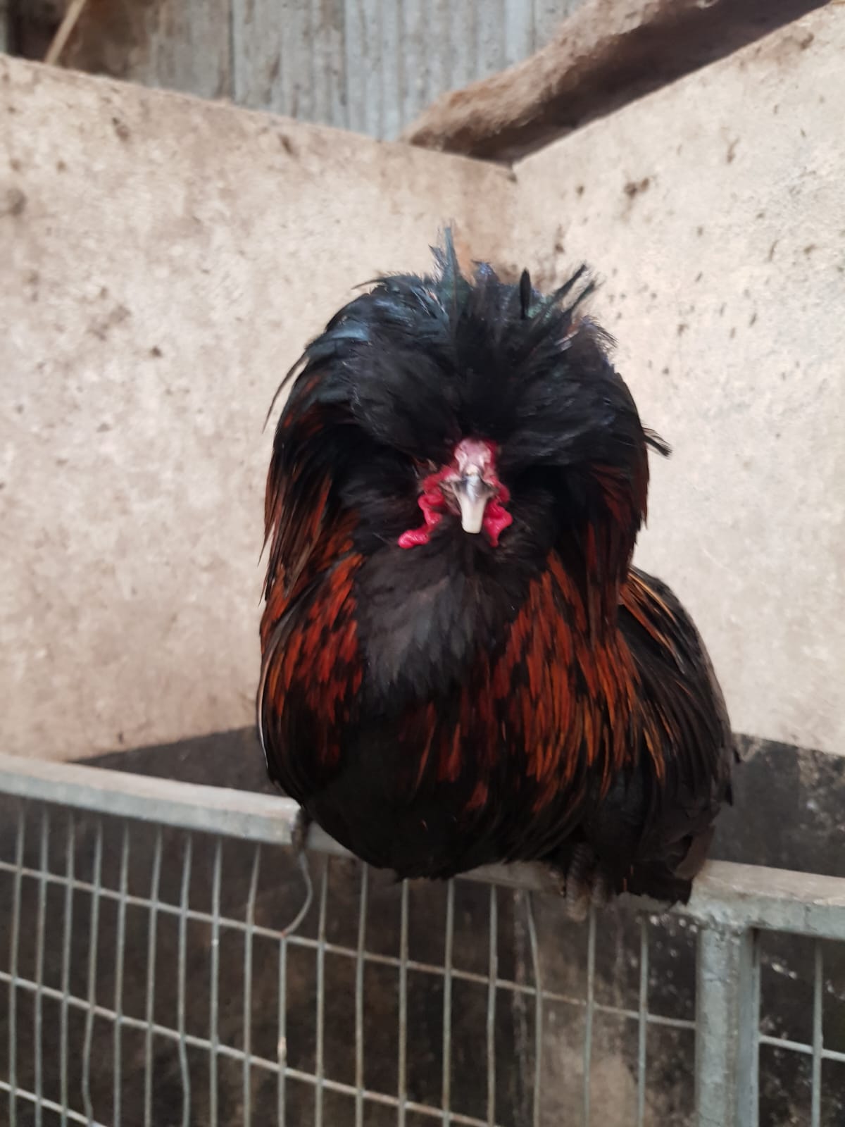 Crested Polish rooster