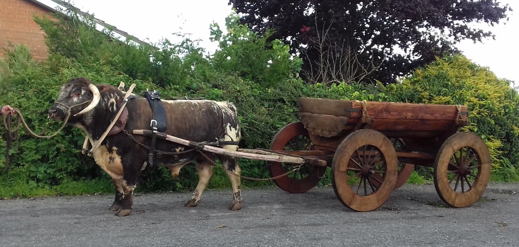 English Longhorn Bull
