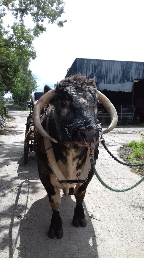 english longhorns used oxen for film productions