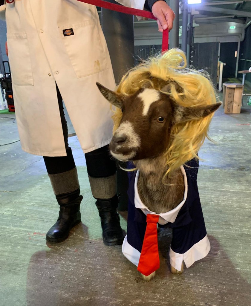 performing Pygmy goat