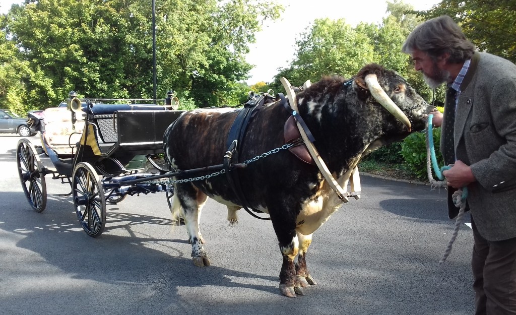 longhorn bull pulling wedding carriage
