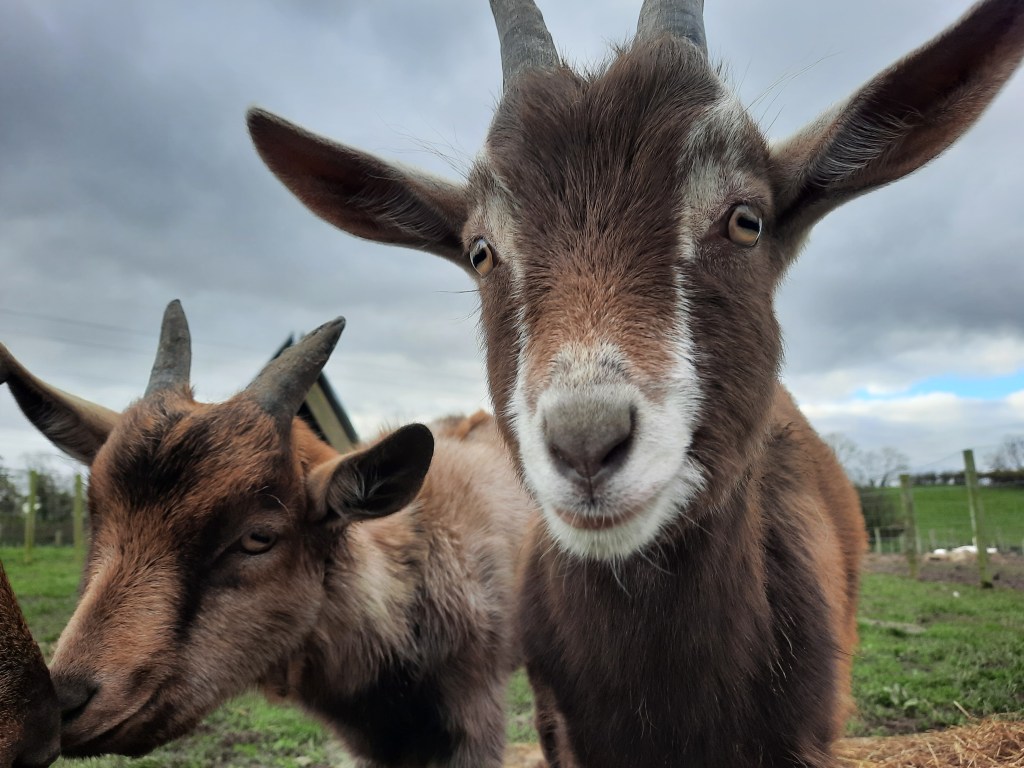Goat kids