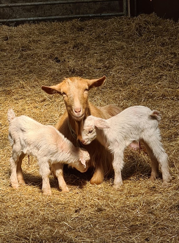 golden guernsey nanny goat and kids