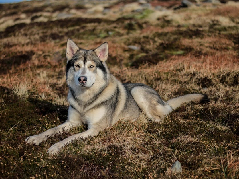 Cody, a calm well trained, Northern Inuit dog