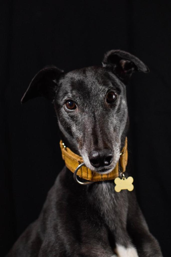 The lovely biddable Barry again