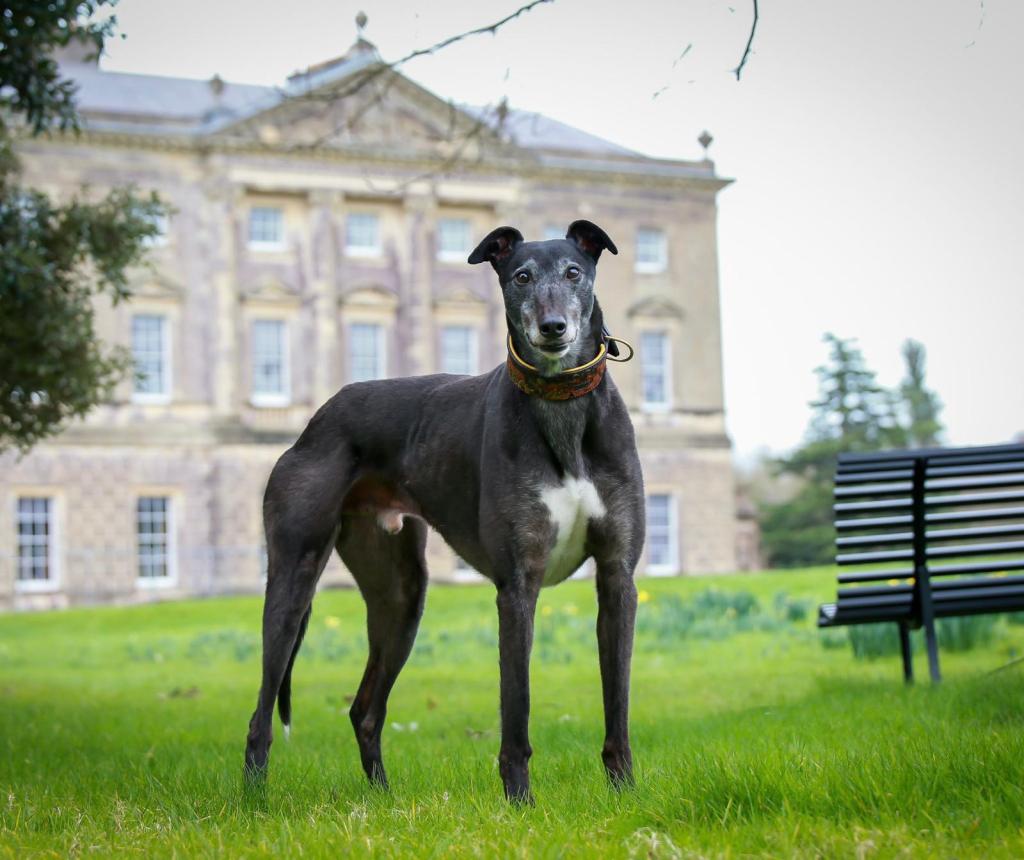 The sweet mannered Greyhound, Barry