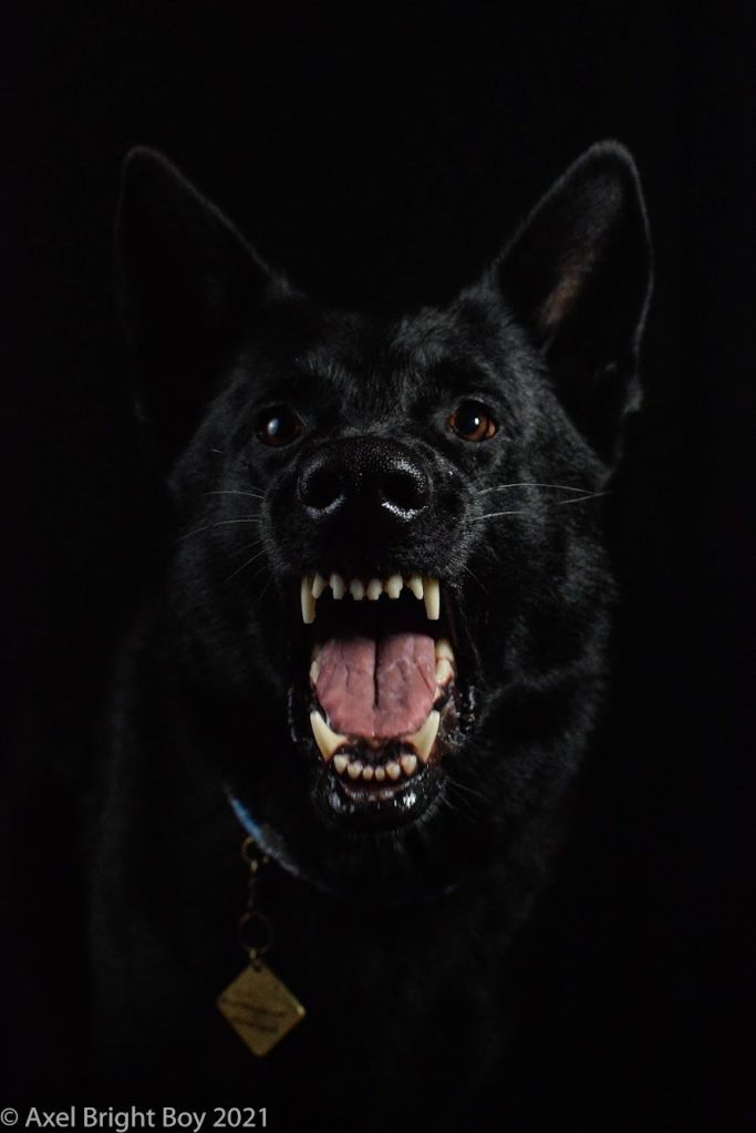 The well trained Logan again, asked for aggression