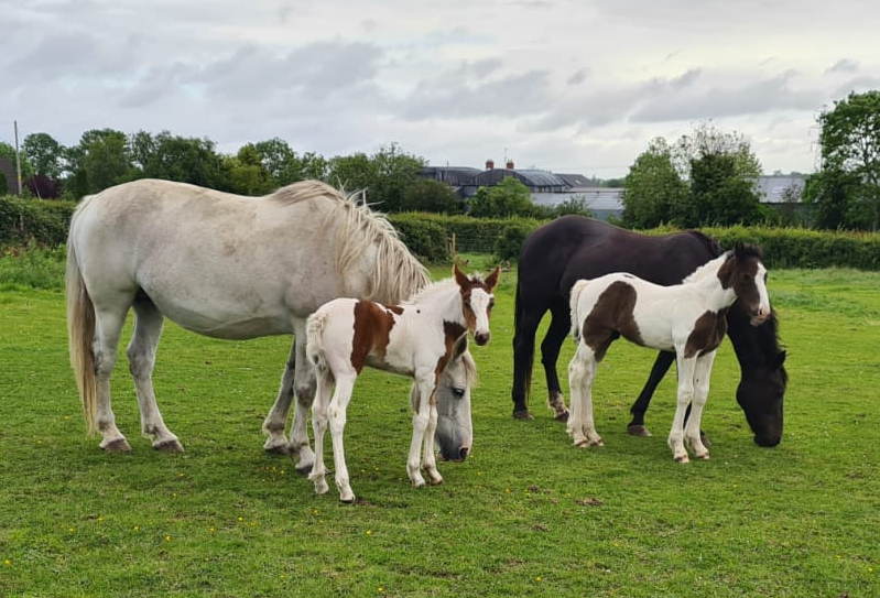 Some of our new arrivals at the farm destined to be carriage horses