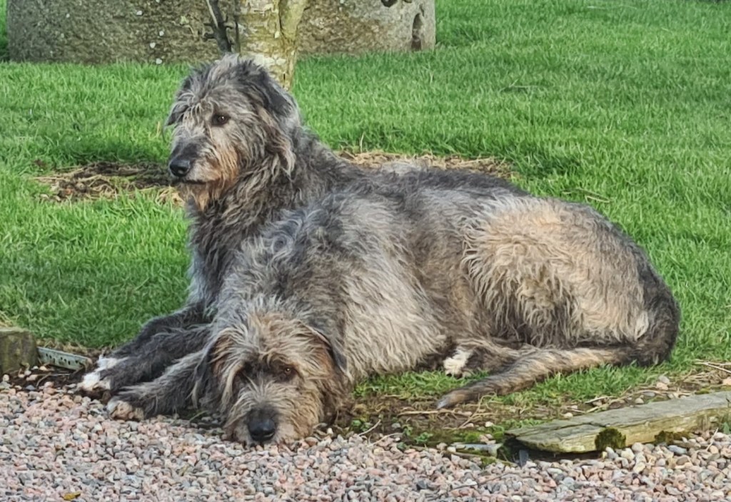 Forthill Farm's two Irish Wolfhounds