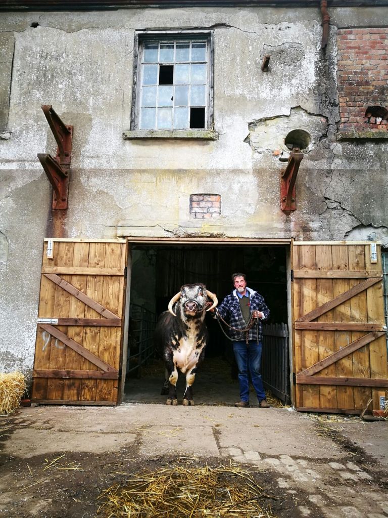English Longhorn bull getting into position on film set