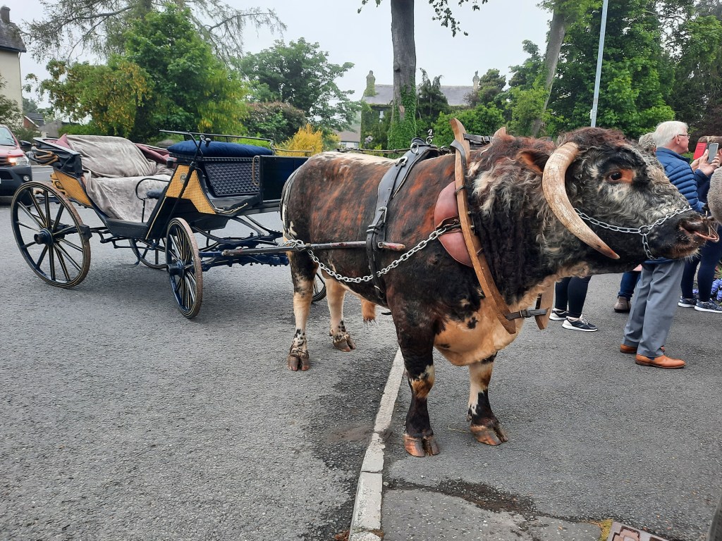 A Victoria carriage presented for a wedding and drawn by the bull on this occasion