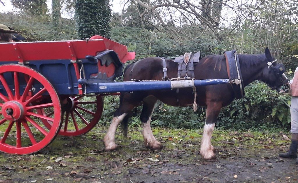 Bloom, Shire mare put to a farm cart