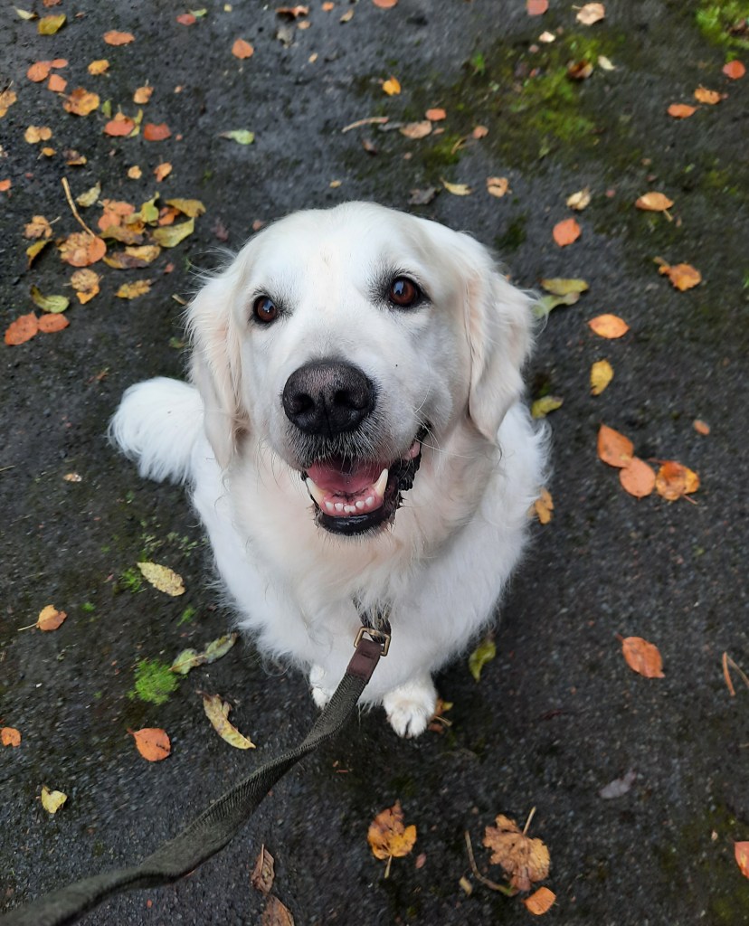 Harvey, Golden Retriever