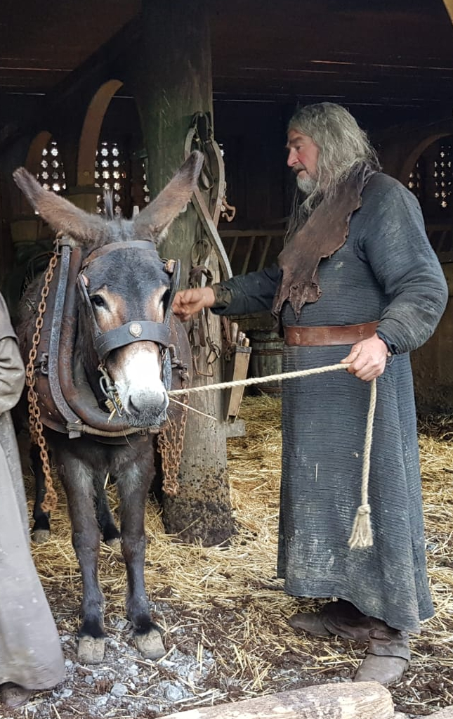 Donkey in working harness, preparing for film set
