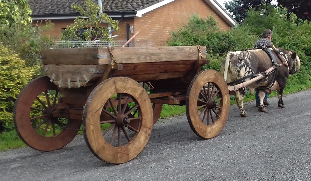 Cooley the bull's oxen training