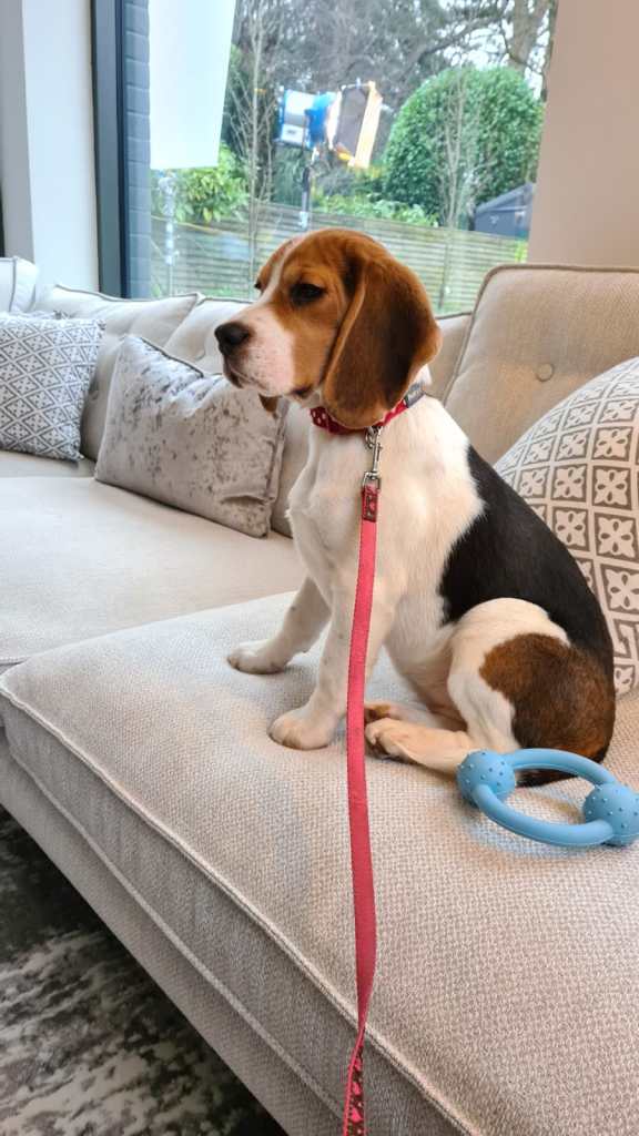 On the day, Star the Beagle, was a star