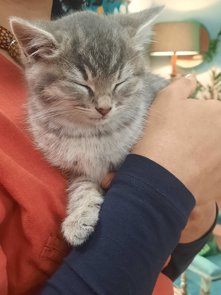 Casper the kitten was such a little pro for a children's TV series